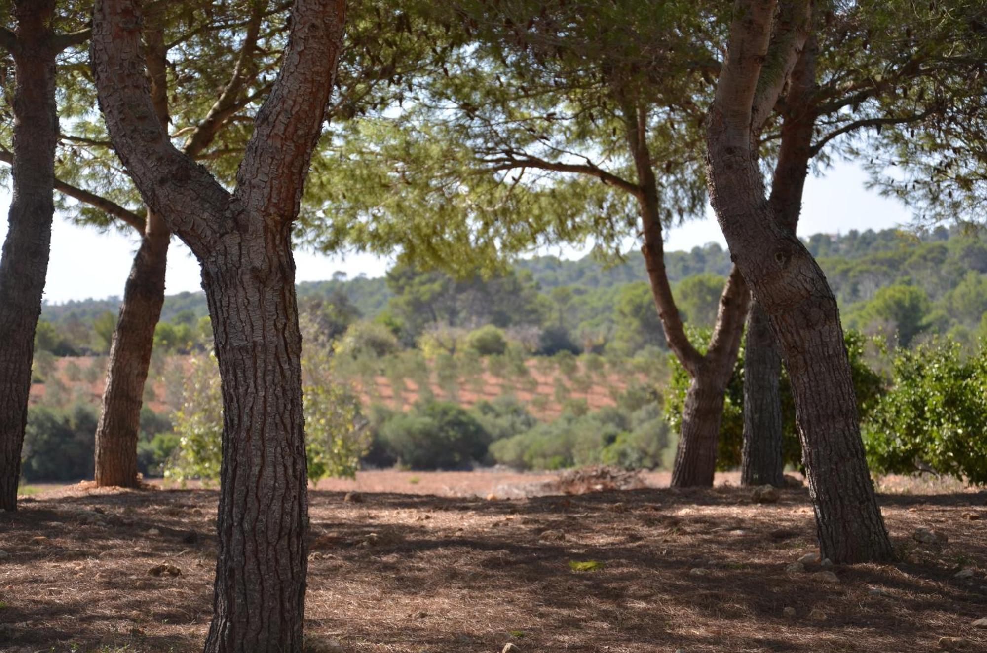 Finca Son Blat Порто Кристо Экстерьер фото